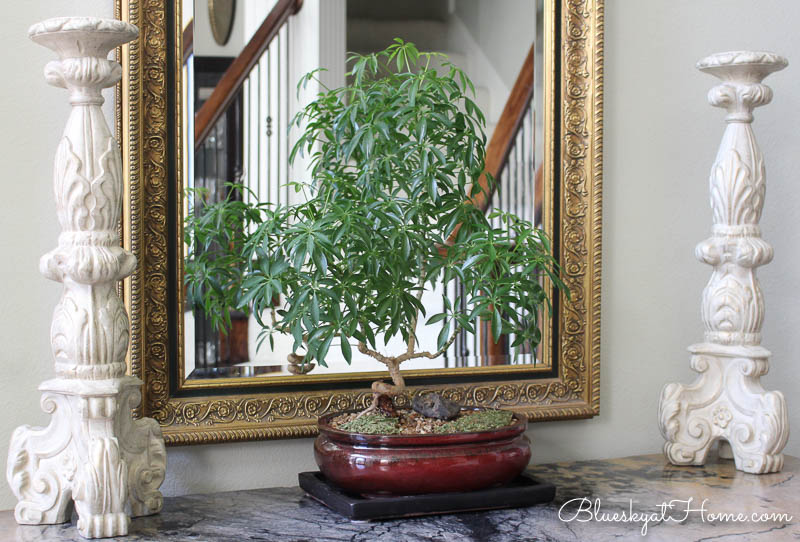 green plants in home decor