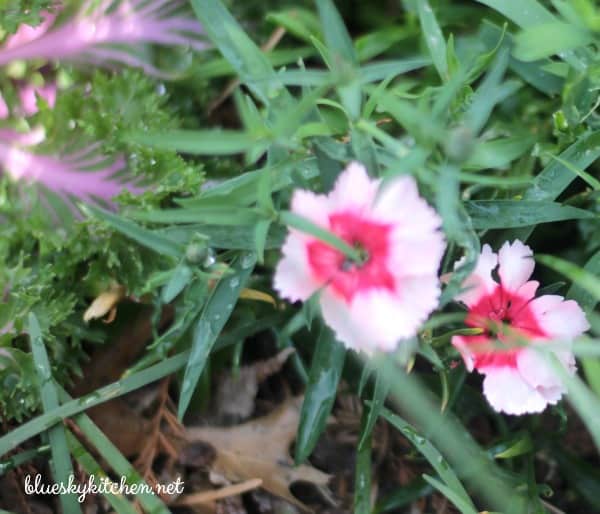 10 Signs of an Early Spring ~ It's a Big Tease - Bluesky at Home