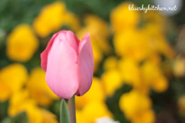 10 Signs of an Early Spring. Beautiful photography of early sprouting spring flowers and herbs brought on by warm weather and blue skies.