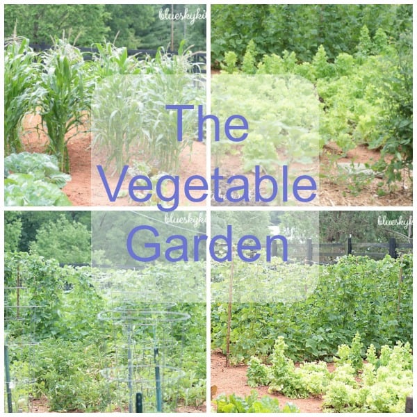 Vegetable Garden