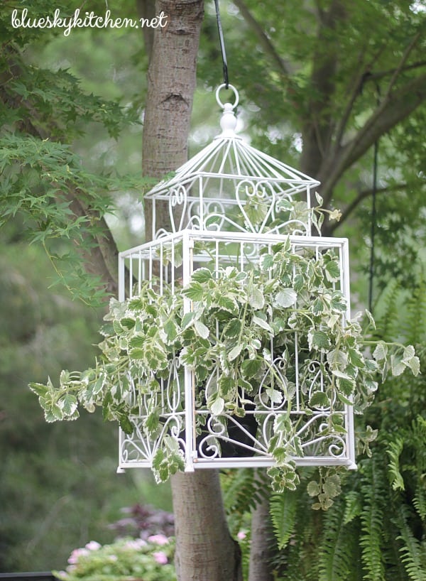 Estate Sale Bird Cage Becomes Backyard Planter