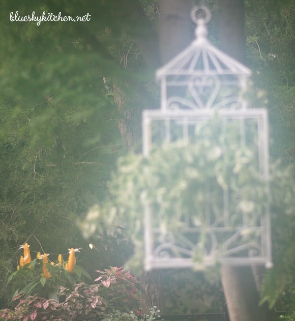 Estate Sale Bird Cage Becomes Backyard Planter