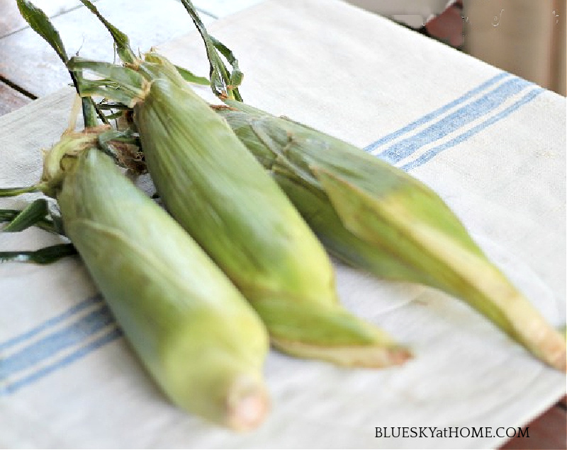 corn on the cob in husks