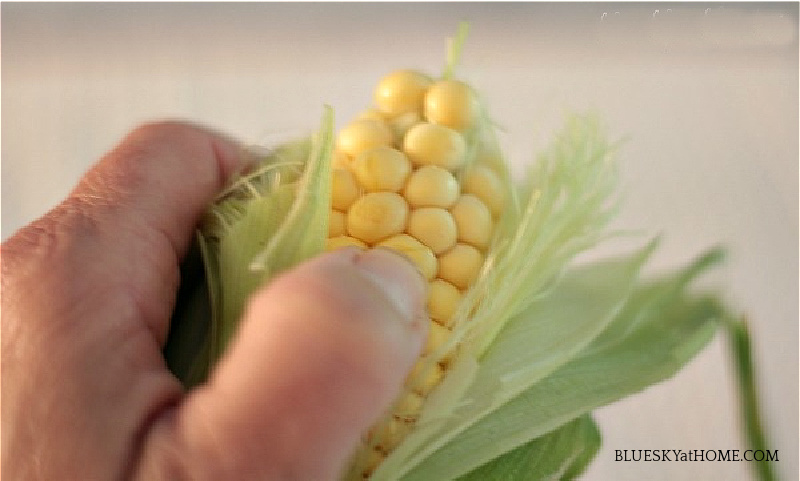 checking freshness of corn