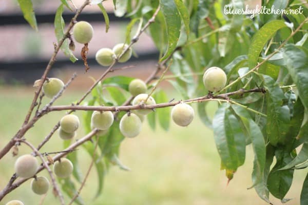 fruit tree 1