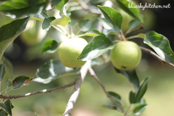 fruit trees 3