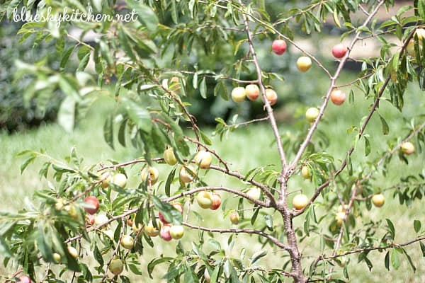 fruit trees 4