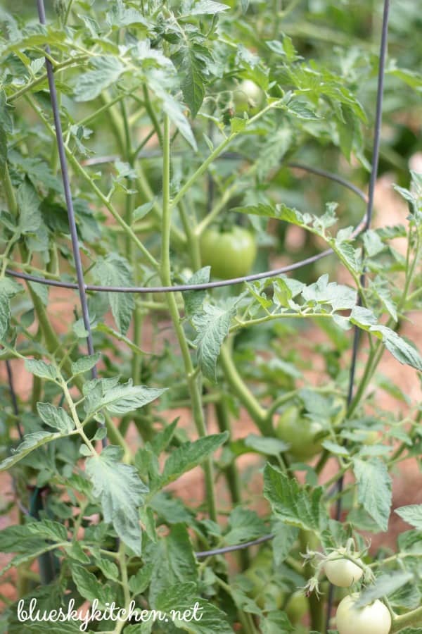 tomatoes on the vine