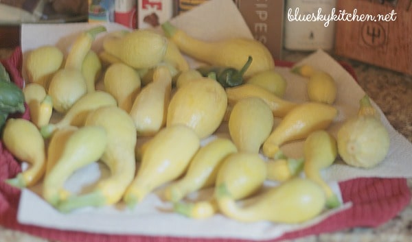 yellow squash