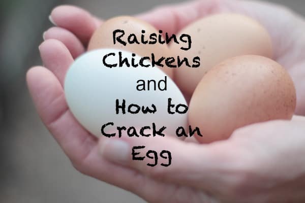 Raising Chickens and How to Crack an Egg