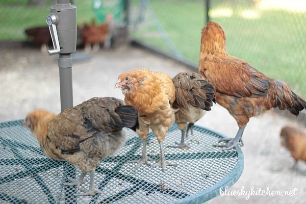 Raising-chickens-and-how-to-crack-an-egg