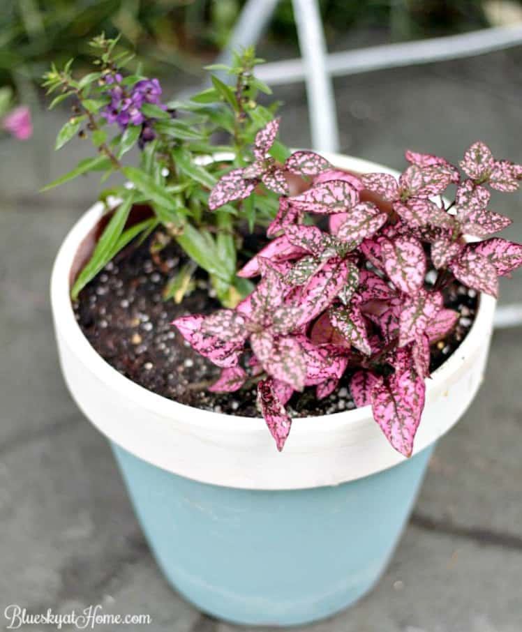 Painting Terra Cotta Pots and Planting Pretty Flowers Go Together