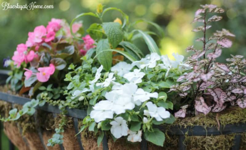 how to grow a beautiful garden in a small space