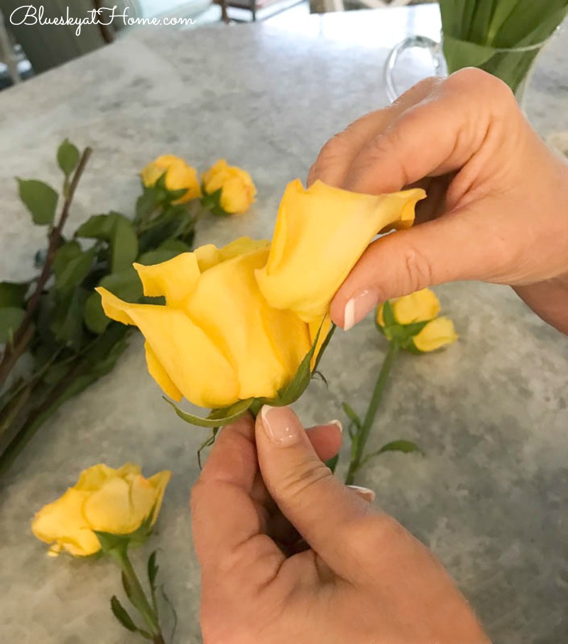 preparing yellow roses