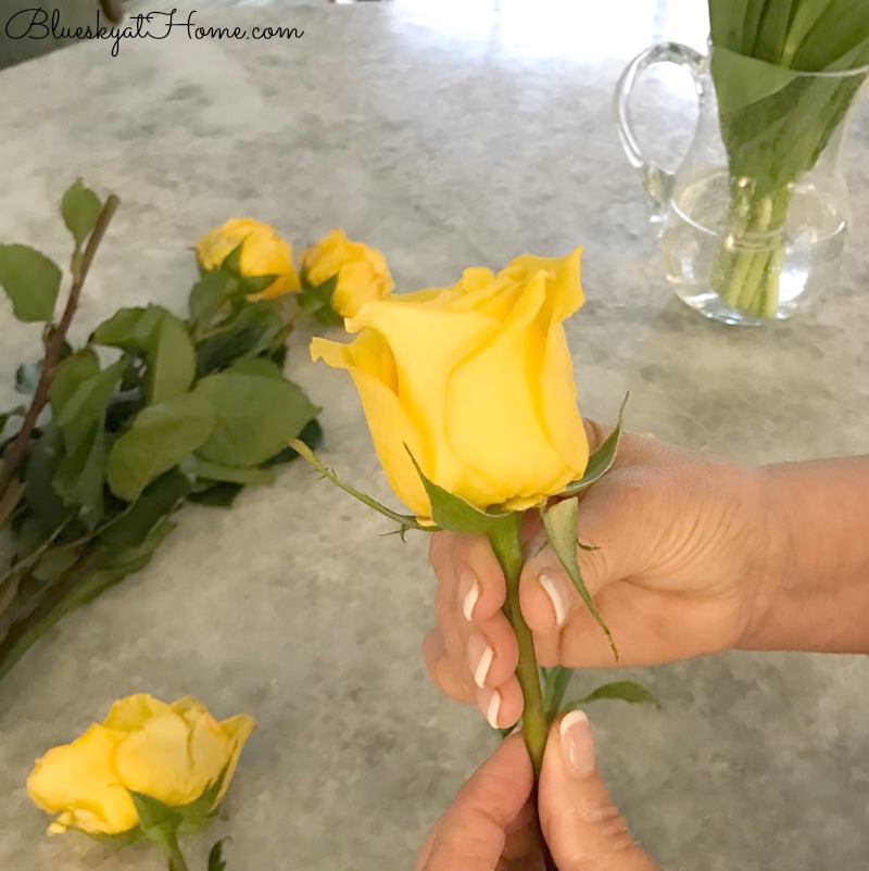 preparing yellow roses
