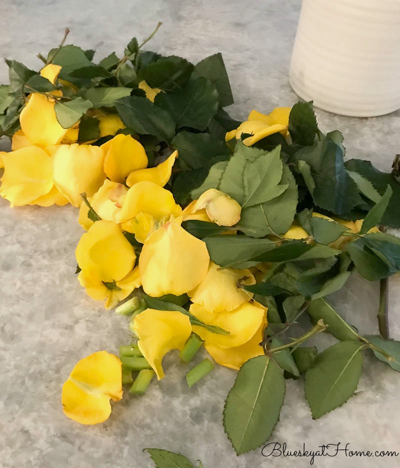 preparing yellow roses