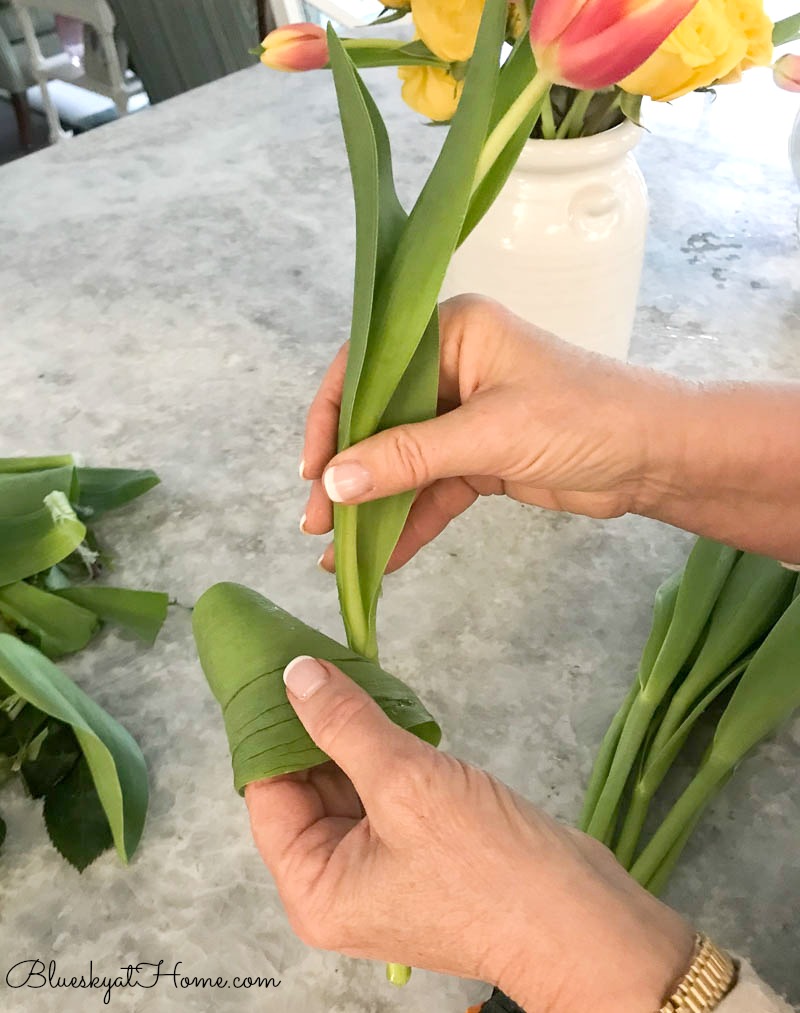 preparing tulips