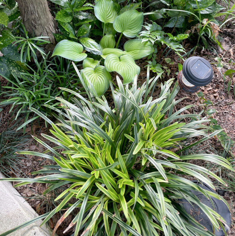 greenery with hosta, ferns and liriope for a beautiful small garden
