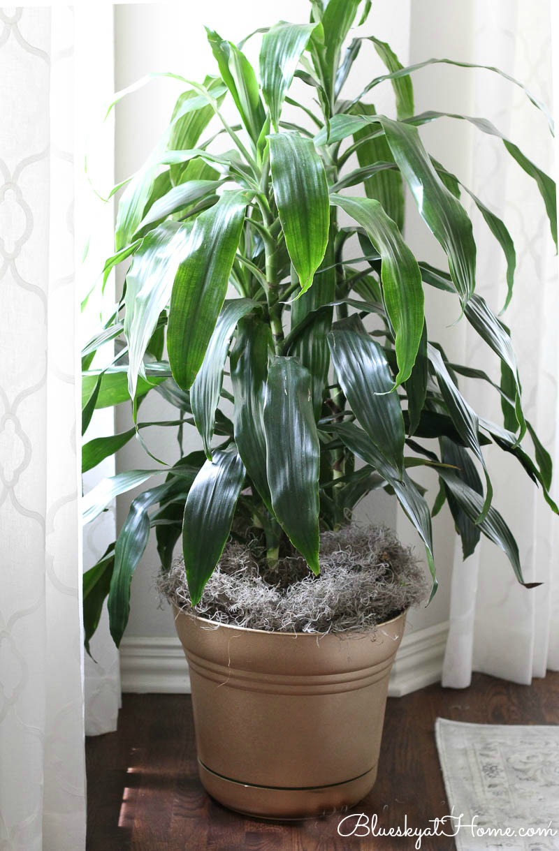 gold painted planter with plant