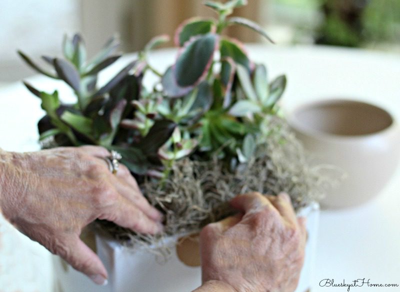 adding spanish moss to planter