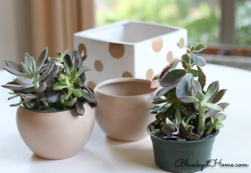 succulent plants