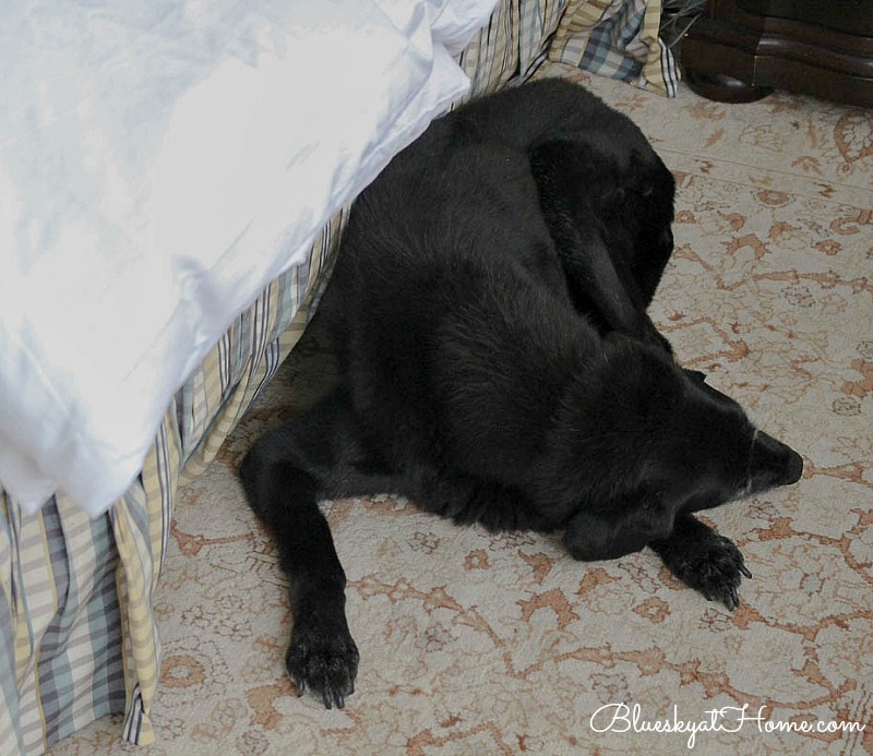 Black lab sleeping