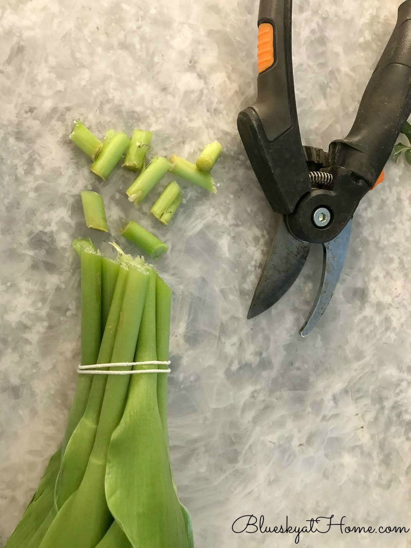 cutting tulip stems