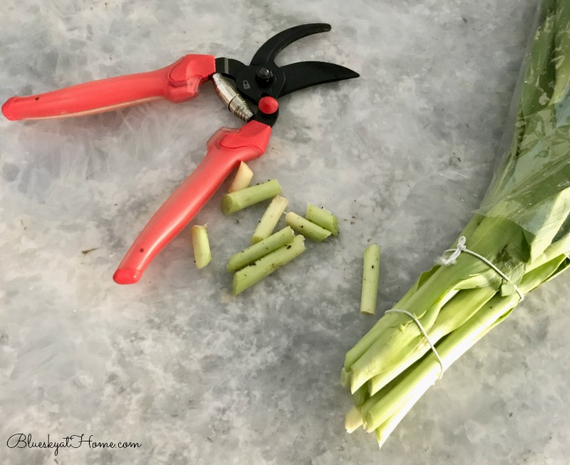 cutting tulip stems