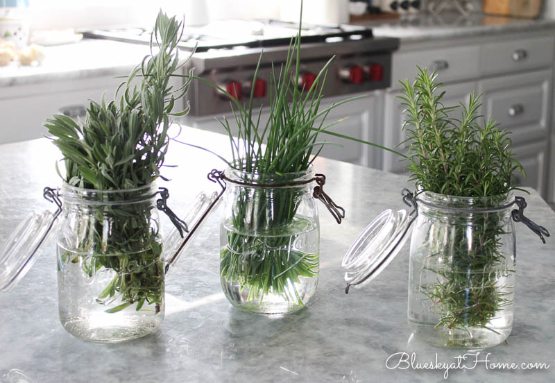 3 herbs in glass jars