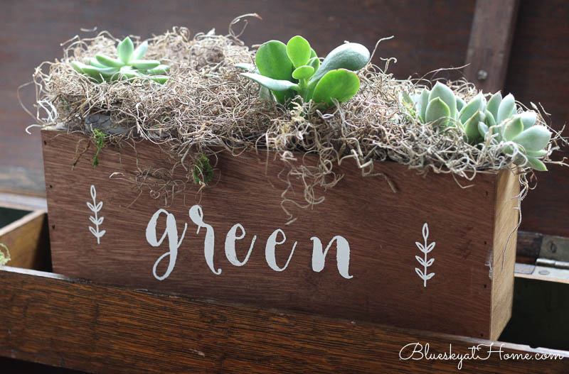 green plants in wood box