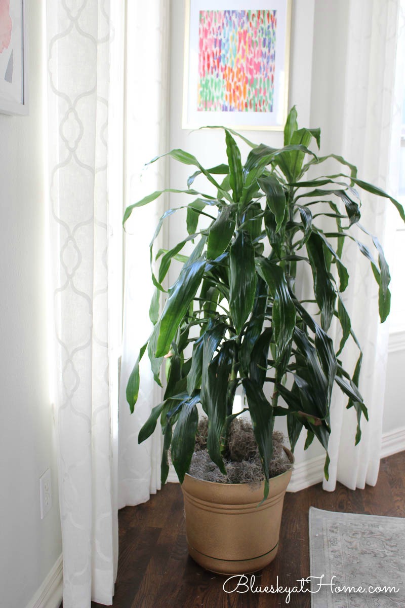 green dracaena plant in dining room