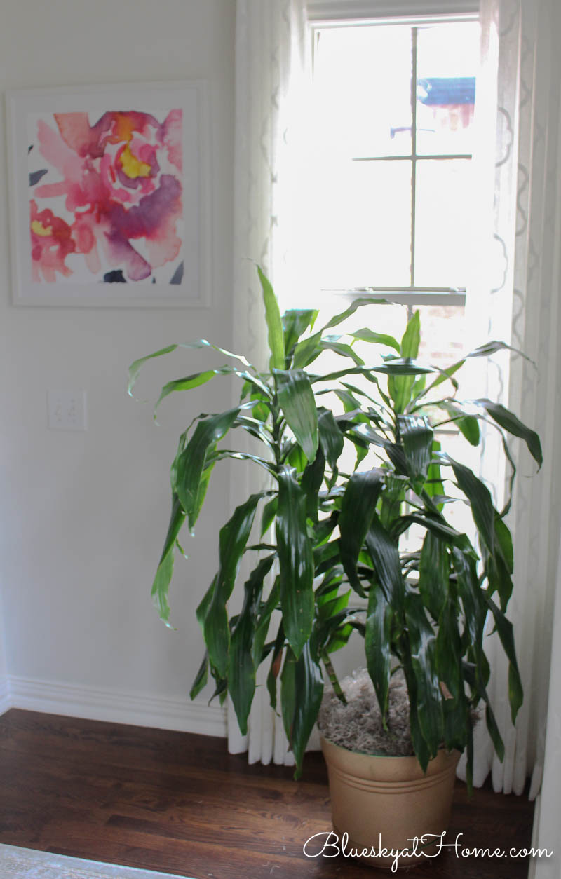 tall dracaena plant in dining room