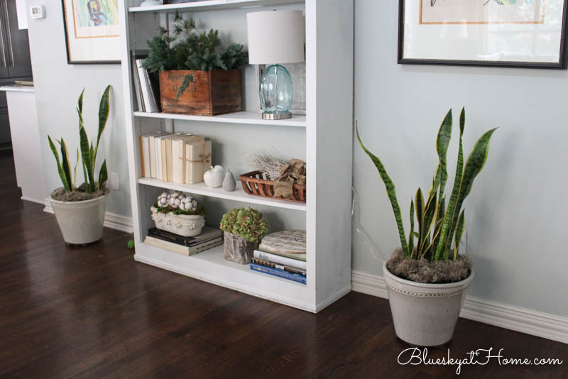 Ways to Use Green Plants in Your Home