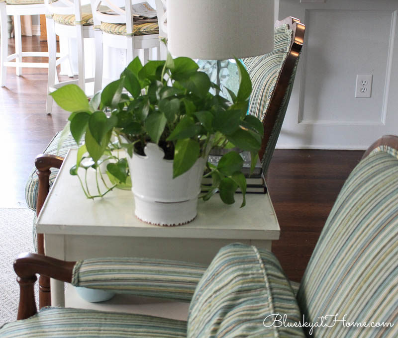 green indoor plants