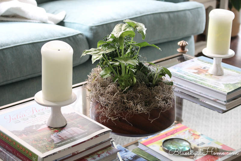 green indoor plants