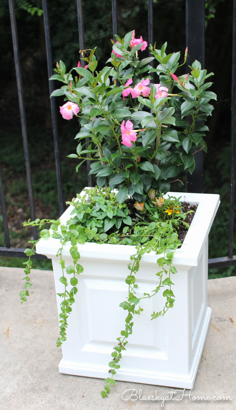 flowers in white planter