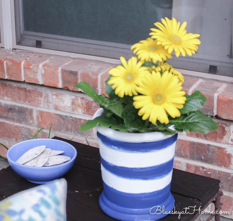 yellow Gerber daisies in blue and white planter