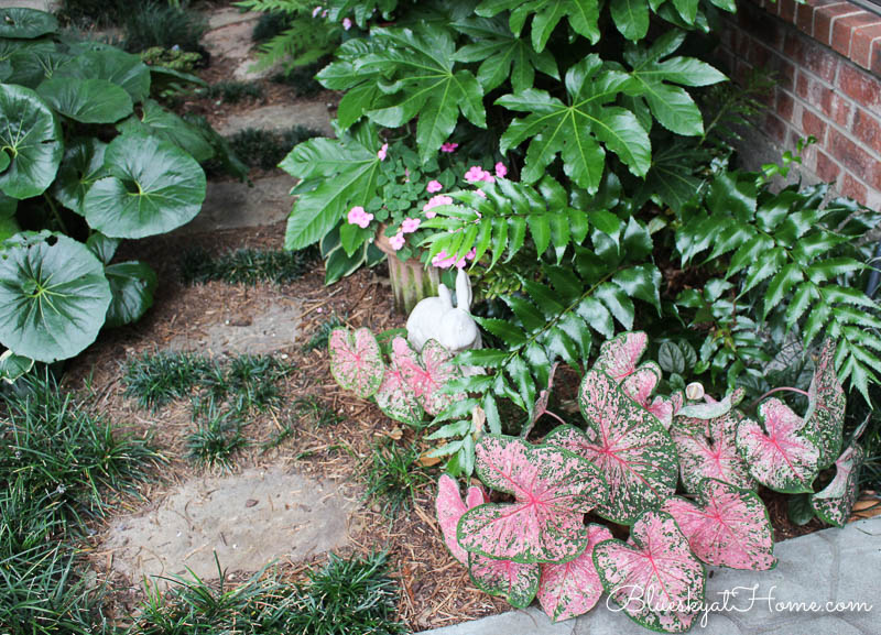 caladiums and ferns