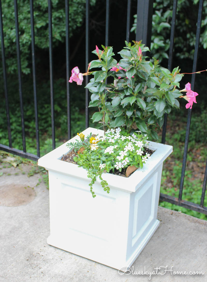 flowers in white planter