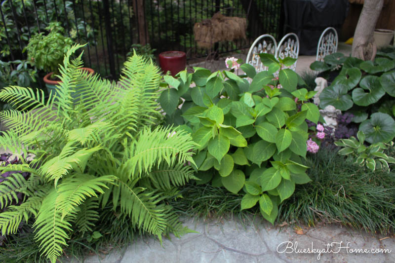 wood fern and hyddrangea