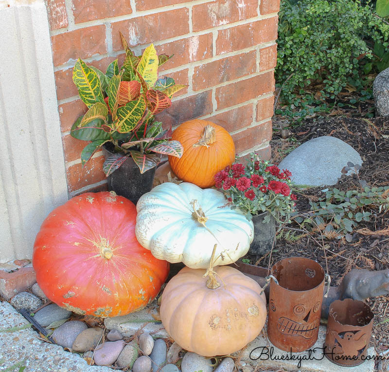 pumpkins and fall flowers