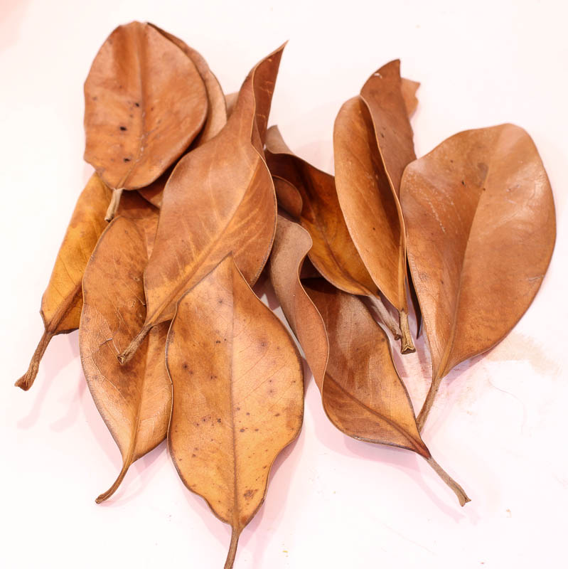magnolia leaves