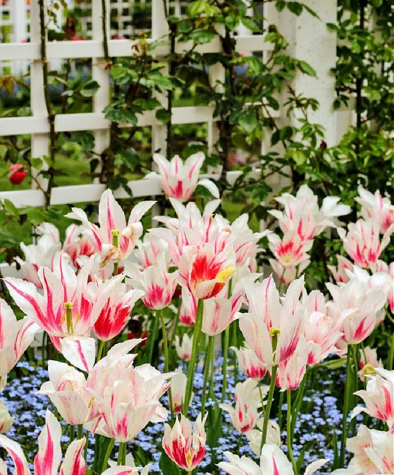 pink and white tulips in garden