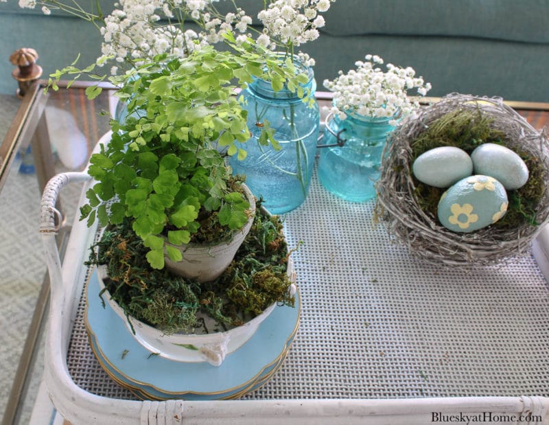 birdcage with green plant