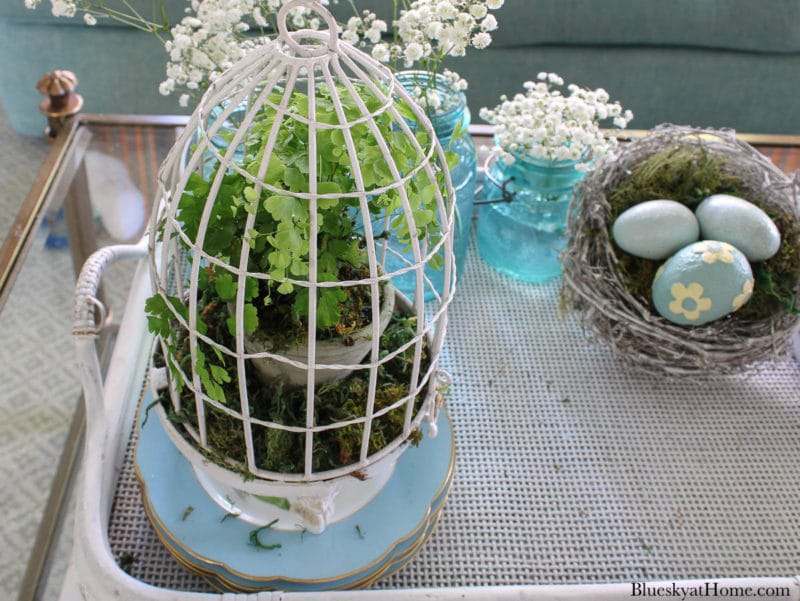 birdcage with green plant
