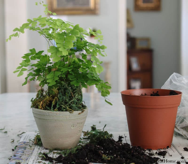 green plant in vintage clay pot