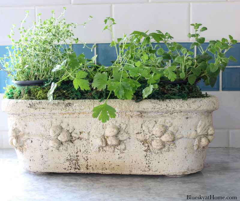 herbs in stone container