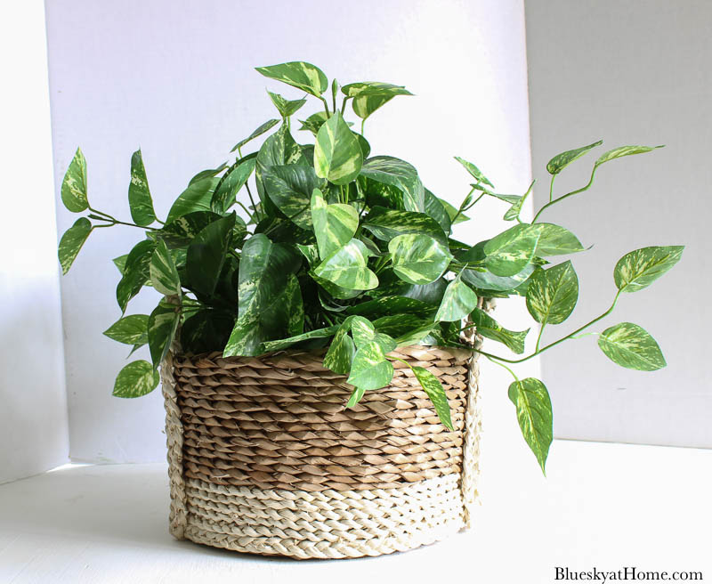 green plant in basket