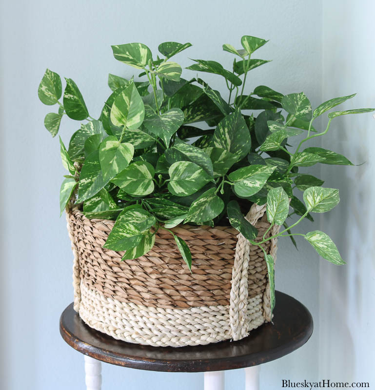 green plant in basket