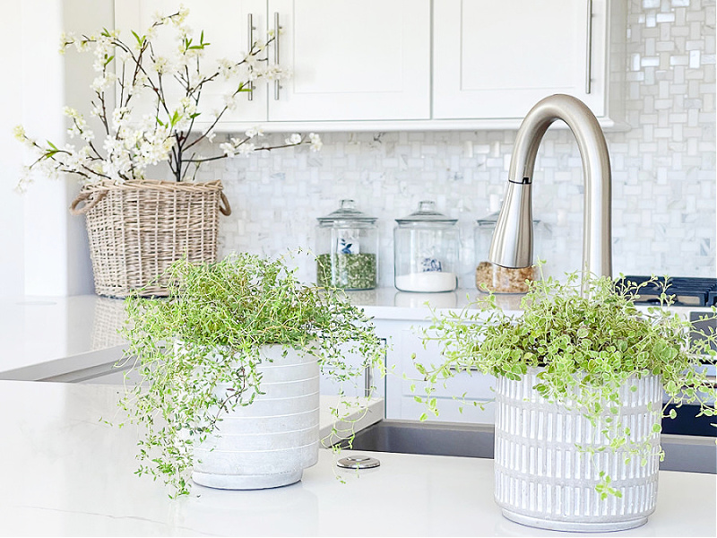 kitchen counter with green plants